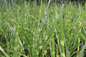 Miskant chiński 'Strictus'