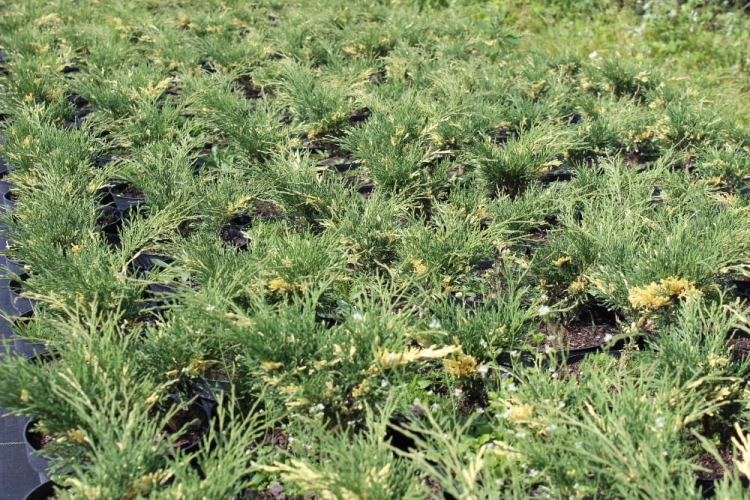Juniperus sabina Variegata