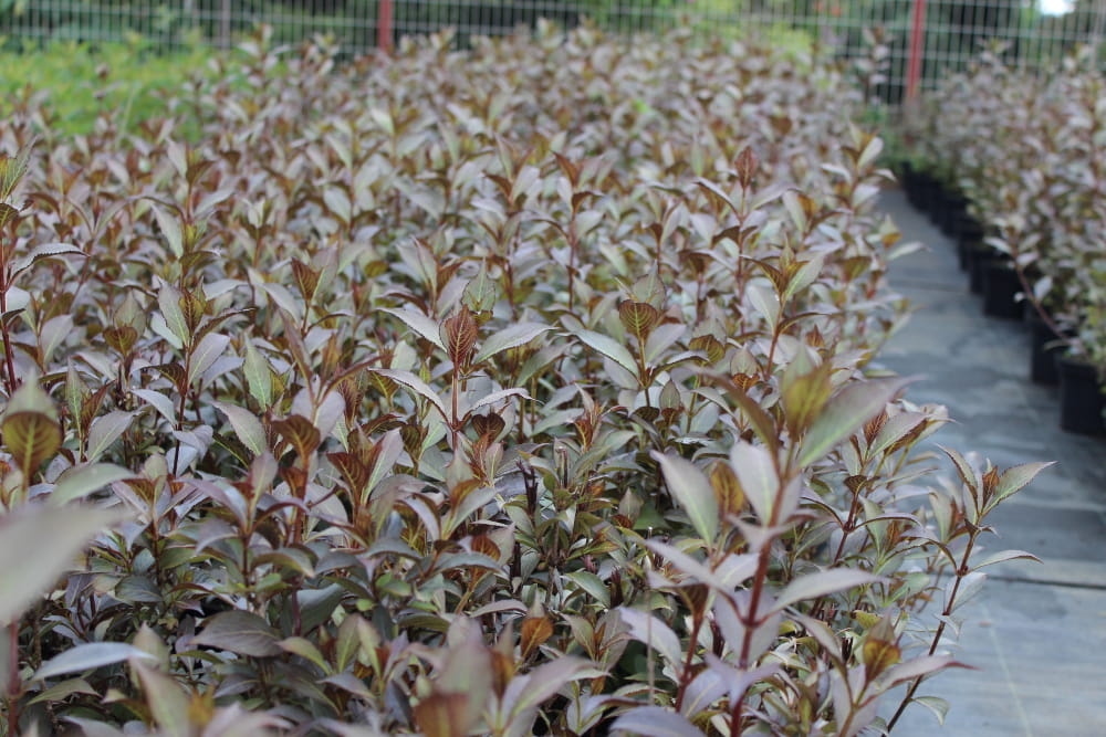 Weigela florida Victoria