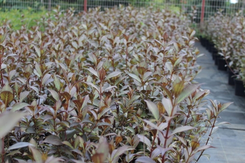 Weigela florida Victoria