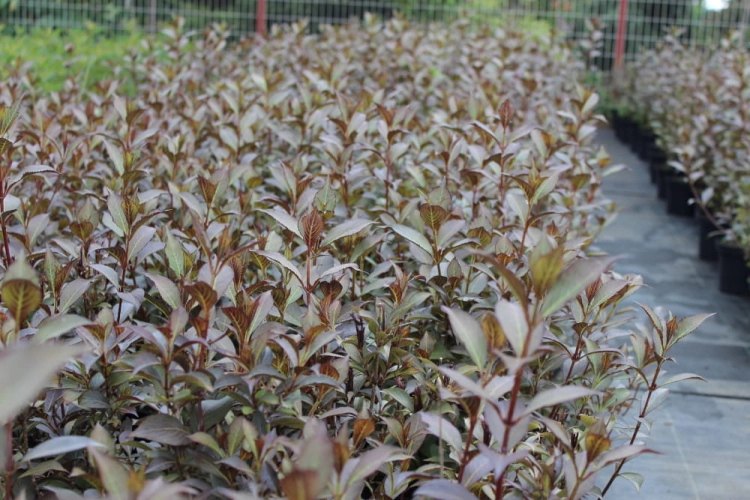 Weigela florida Victoria