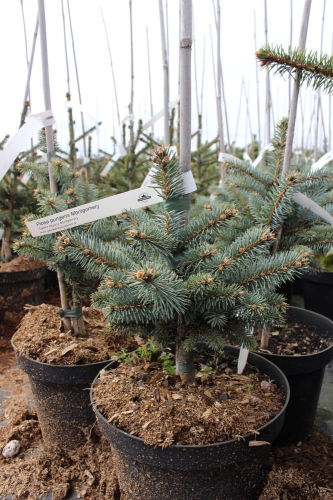 Picea pungens Montgomery