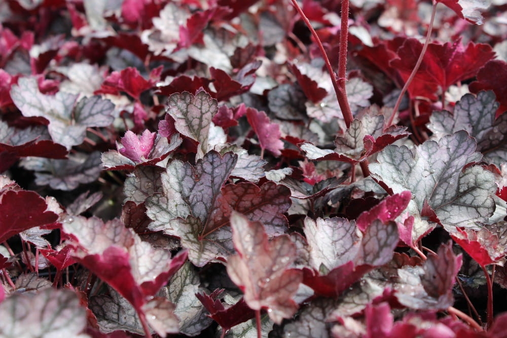 Heuchera Glitter