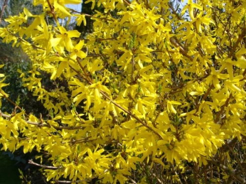 Forsythia x intermedia Maluch