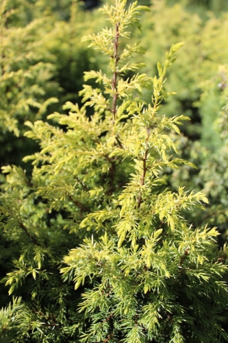 Juniperus communis Suecica Aurea