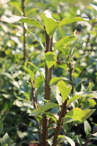 Euonymus alatus Compactus