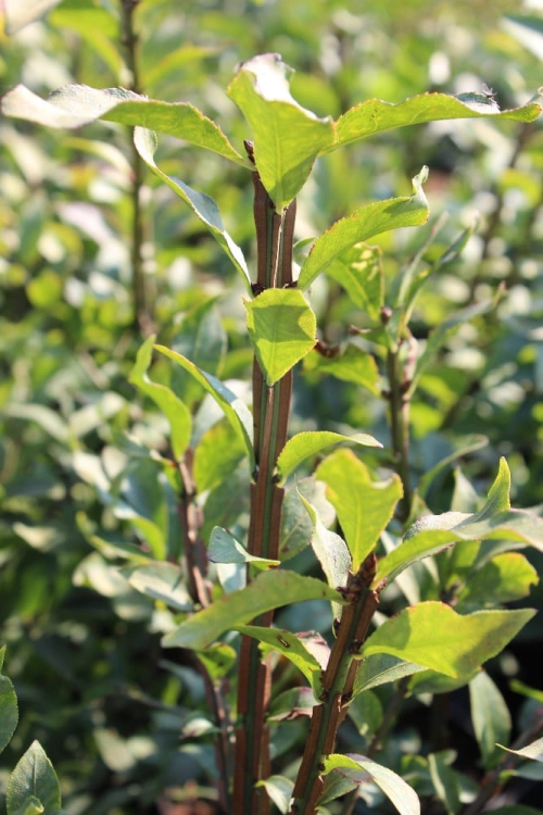 Euonymus alatus Compactus