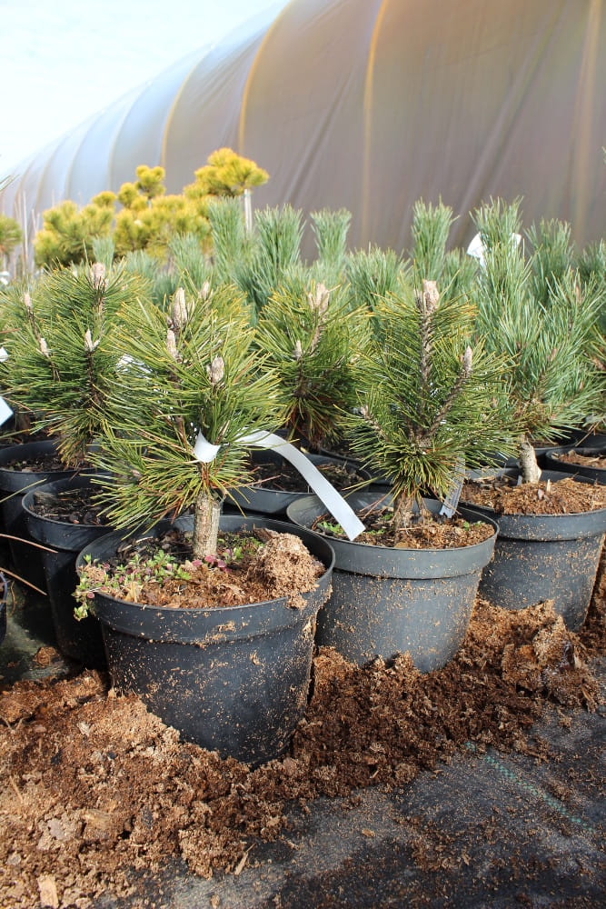 Pinus mugo Alpenzwerg