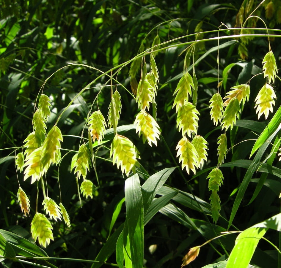 Chasmanthium latifolium