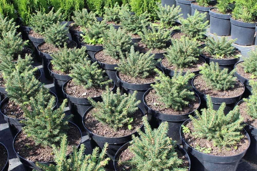 Picea abies Nidiformis