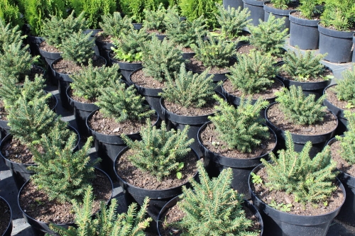 Picea abies Nidiformis