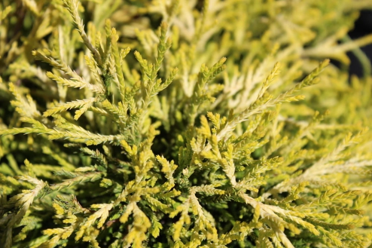 Chamaecyparis pisifera FIlifera Aurea