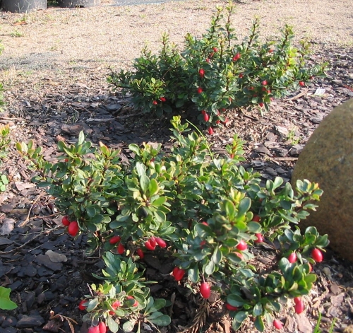 Berberis thunbergii Kobold