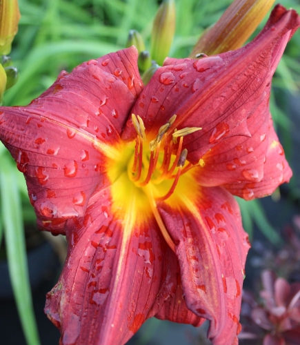 Hemerocallis Music Man