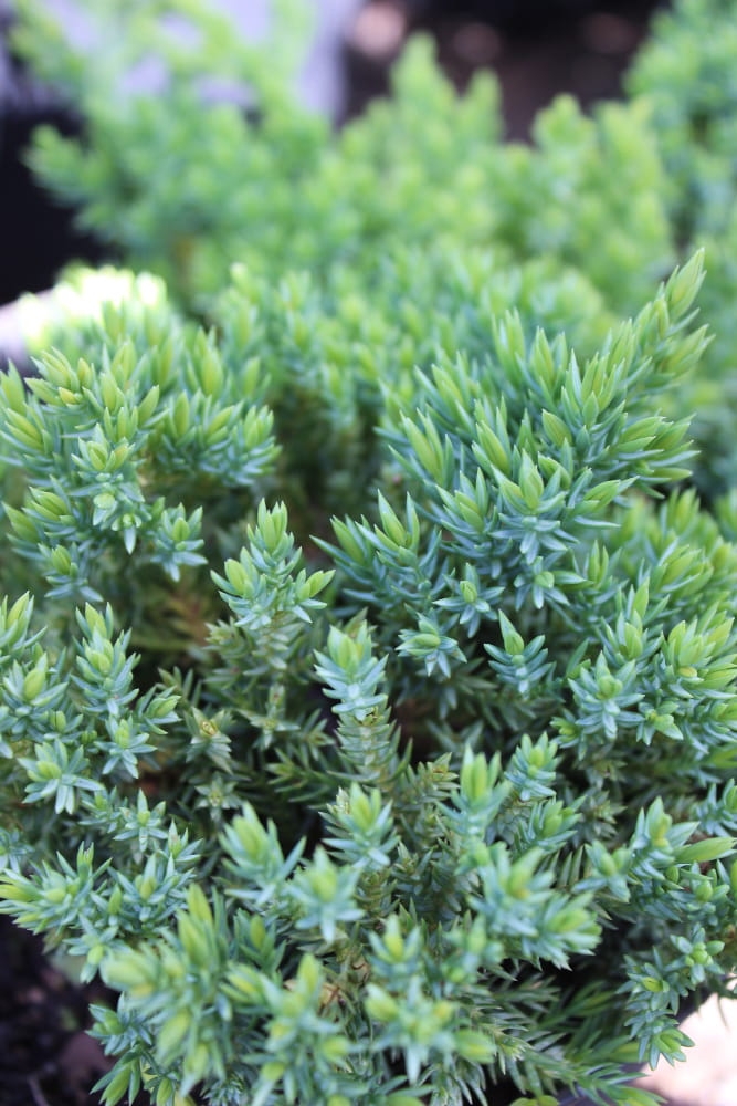 Juniperus procumbens Bonin Isles