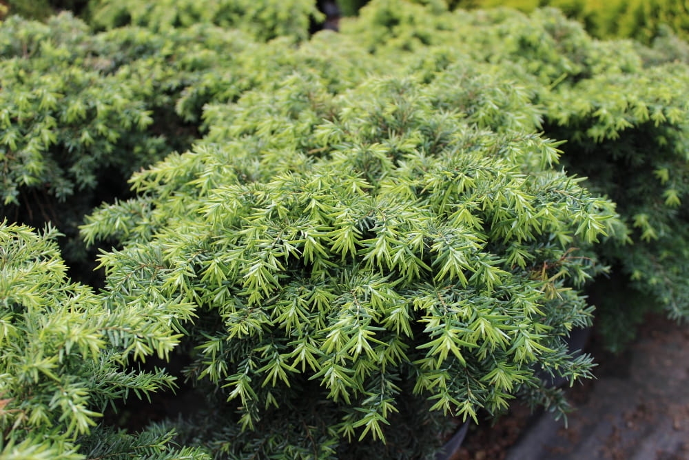 Tsuga canadensis Jeddeloh