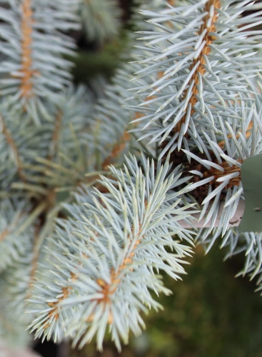 Picea pungens Edith