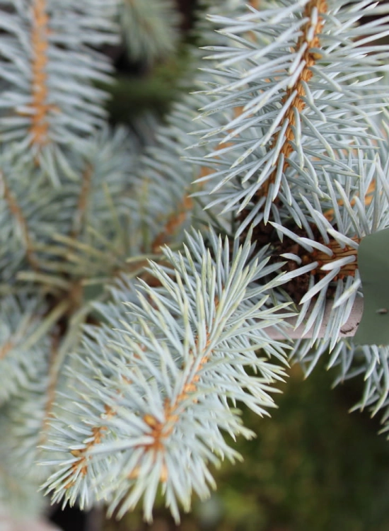 Picea pungens Edith