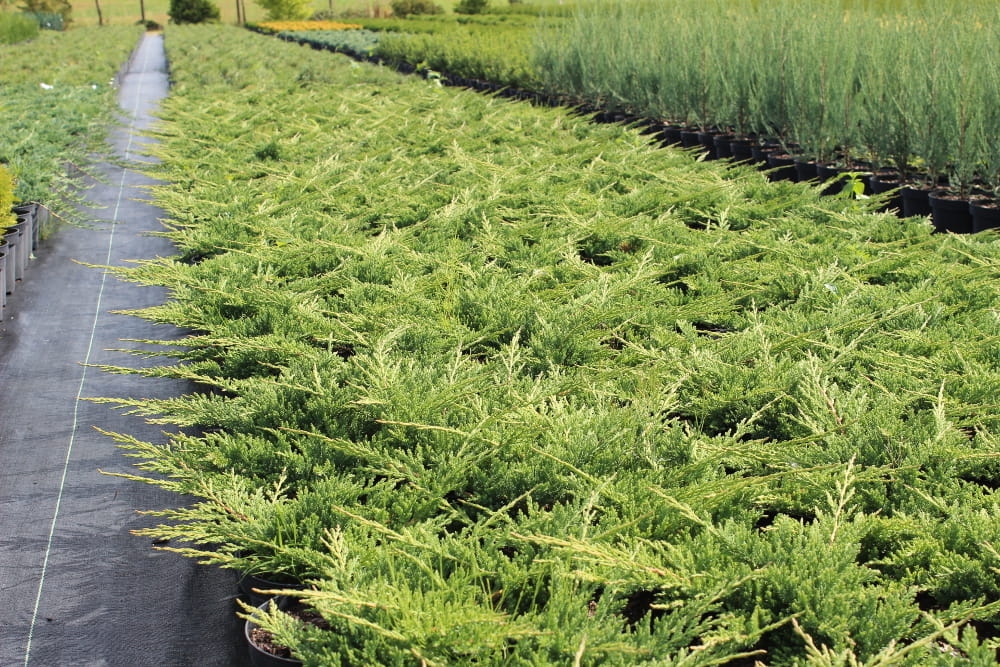 Juniperus horizontalis Prince of Wales