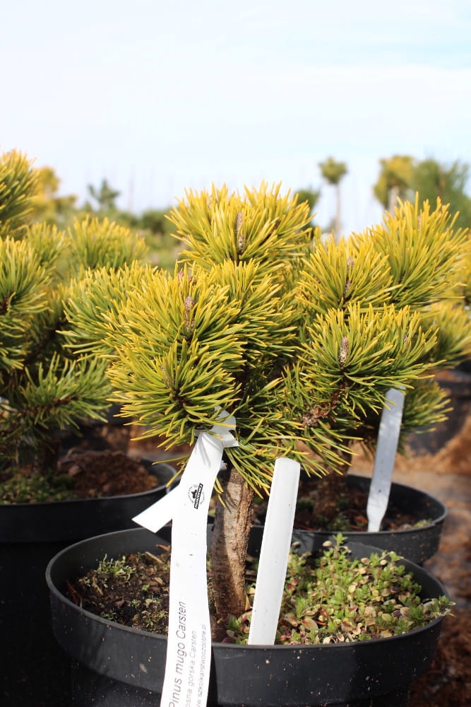 Pinus mugo Carsten