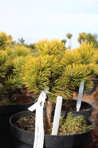 Sosna górska 'Carsten'