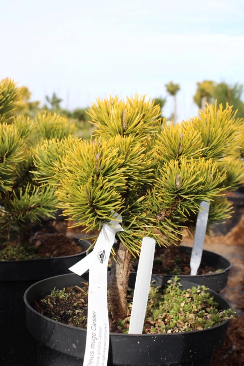 Pinus mugo Carsten