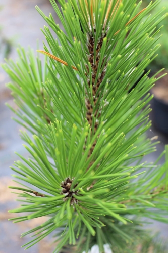 Pinus heldreichii Satelit