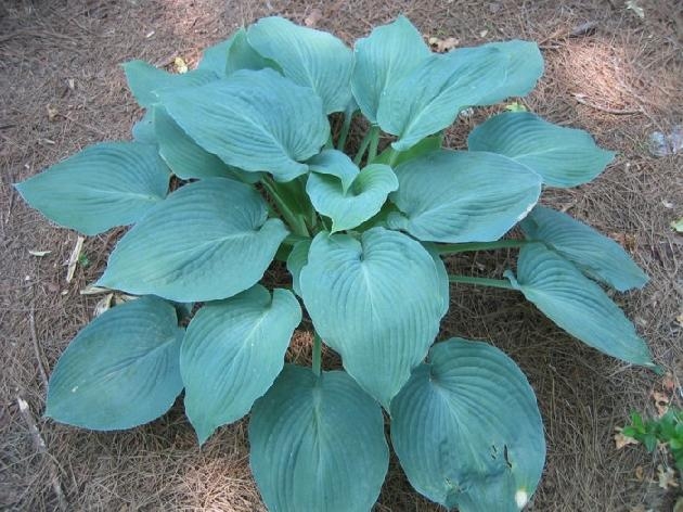 Hosta Blue Angel