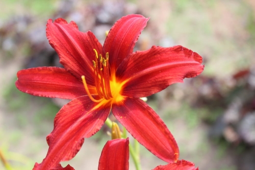 Hemerocallis Crimson Pirate