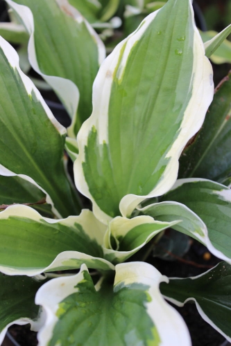 Hosta Minuteman