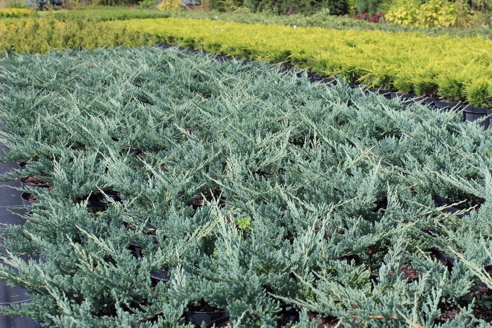 Juniperus horizontalis Blue Chip