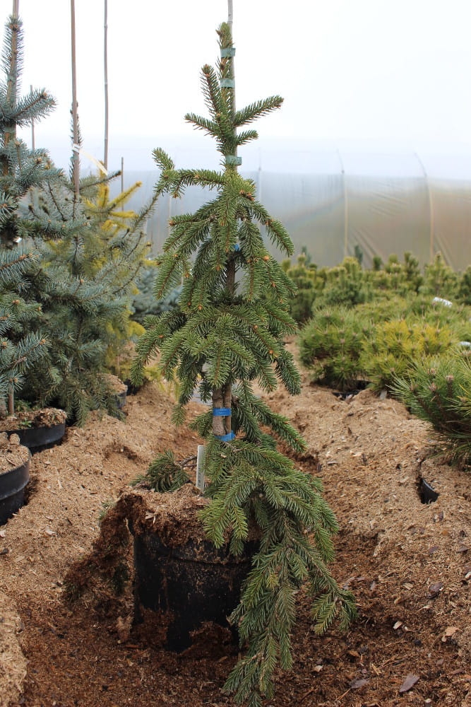 Picea abies Inversa