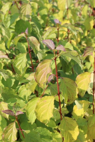 Cornus sanguinea Midwinter Fire