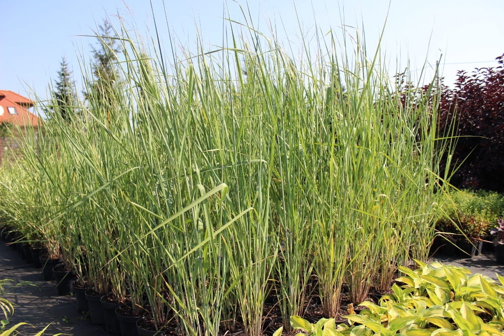 Panicum virgatum Cloud Nine