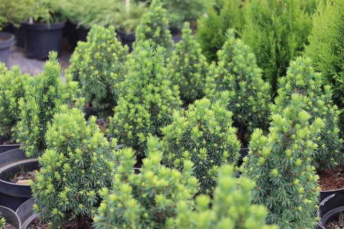 Picea glauca Laurin