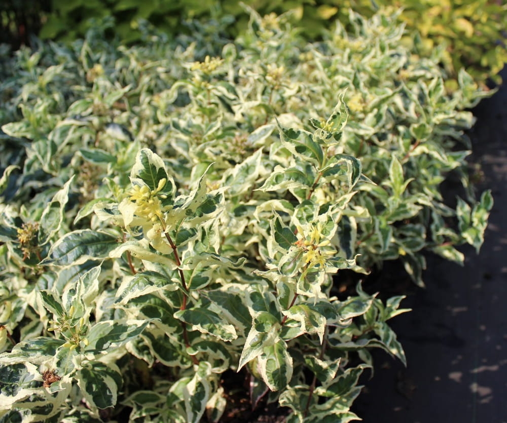 Diervilla sessilifolia Cool Splash