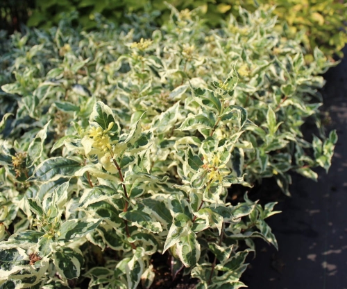 Diervilla sessilifolia Cool Splash