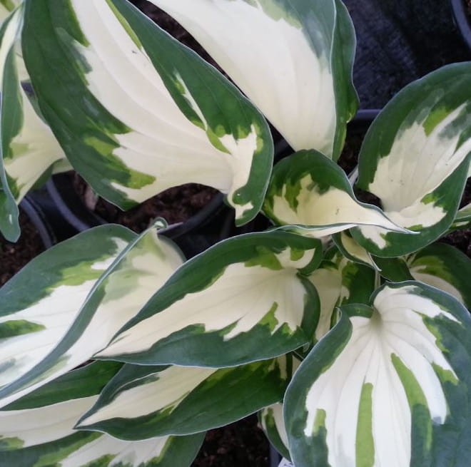 Hosta Fire and Ice