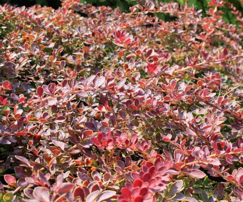 Berberis thunbergii Red Carpet