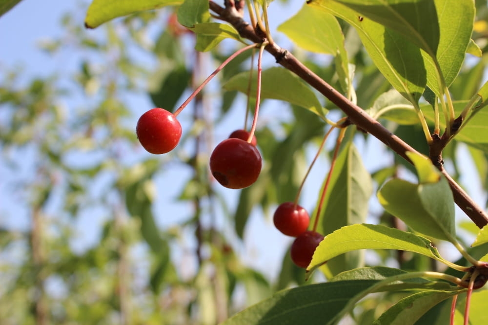 Malus baccata var jackii