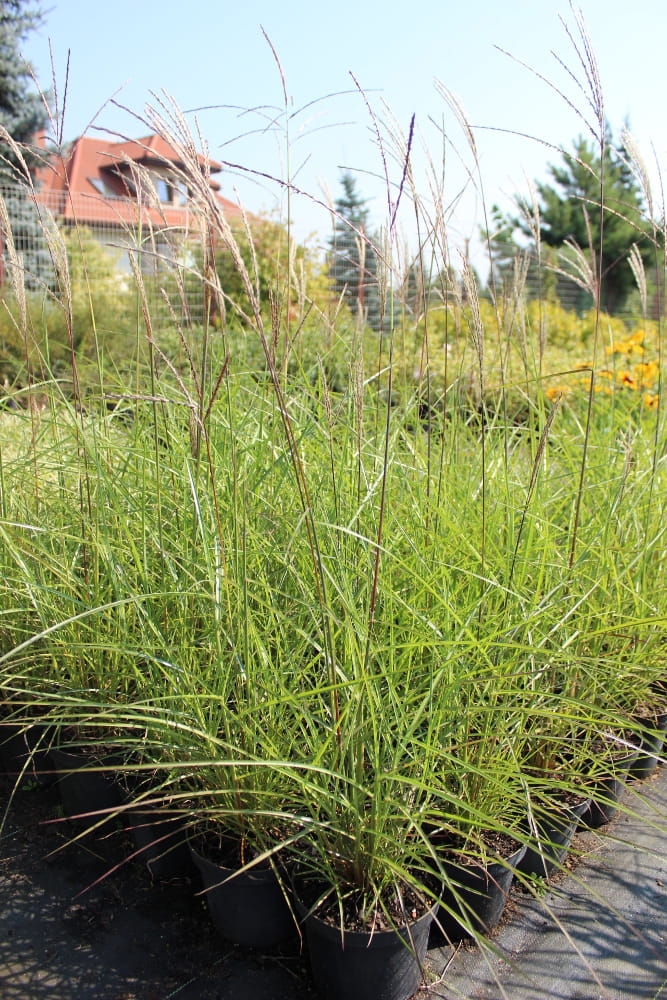 Calamagrostis xacutiflora Karl Foerster