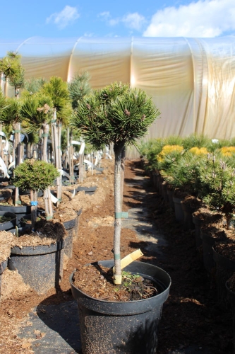 Pinus mugo Pa Picobello