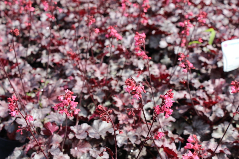 Heuchera Milan