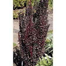 Berberis thunbergii Helmond Pillar