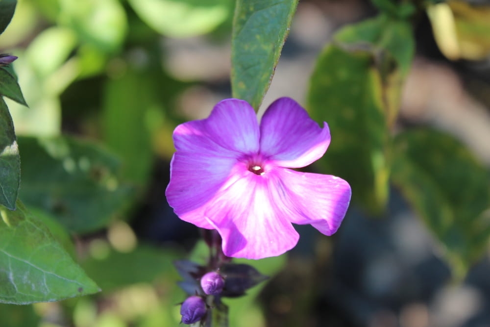 Phlox paniculata Blue Paradise