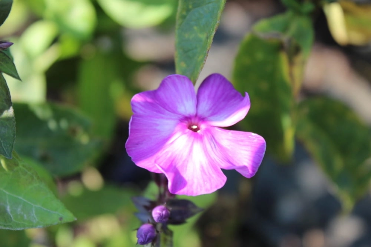 Phlox paniculata Blue Paradise
