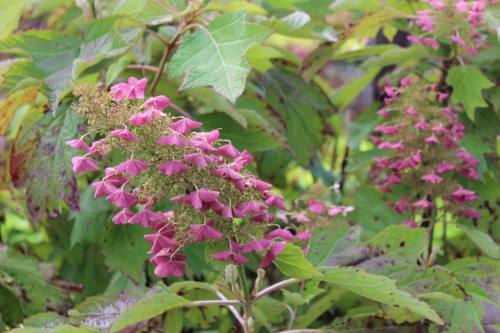 Hydrangea quercifolia