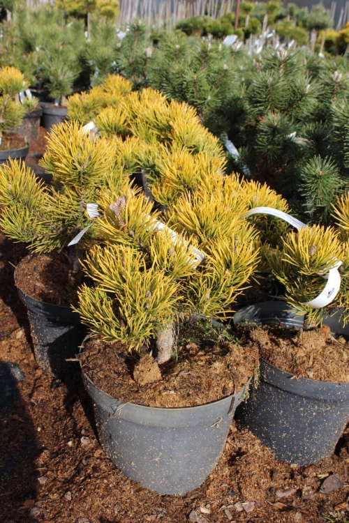 Pinus mugo Dezember Gold