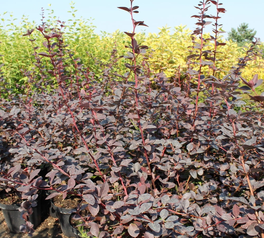 Berberis x ottawensis Superba