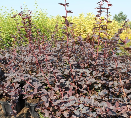Berberis x ottawensis Superba